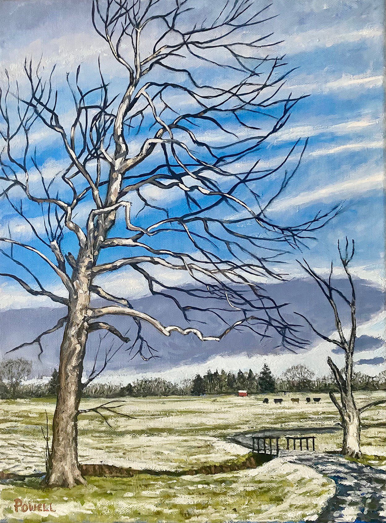Sycamore - Farm Lane